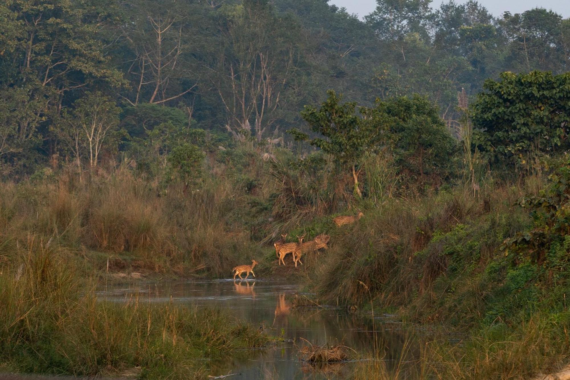 Jungle Villa Resort - Near Chitwan National Park Εξωτερικό φωτογραφία
